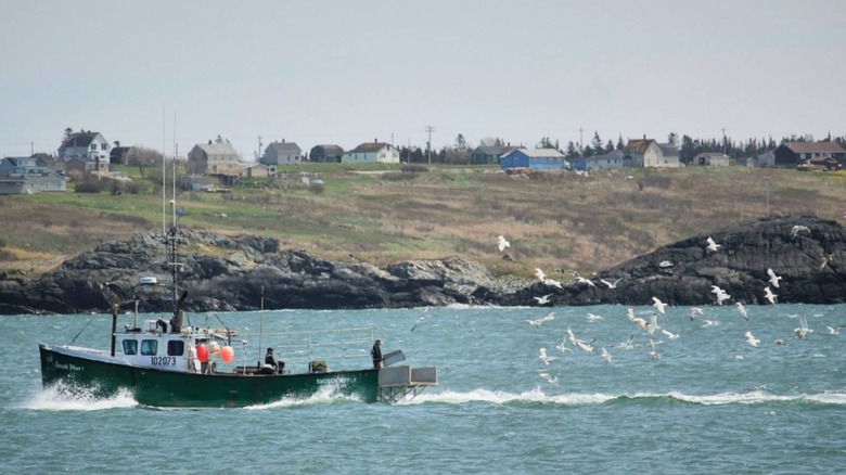 A fishing boat followed by a flock of seagulls off the coast of Yarmouth, Nova Scotia