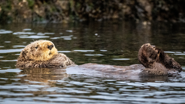 A sea otter floats on its back in the water