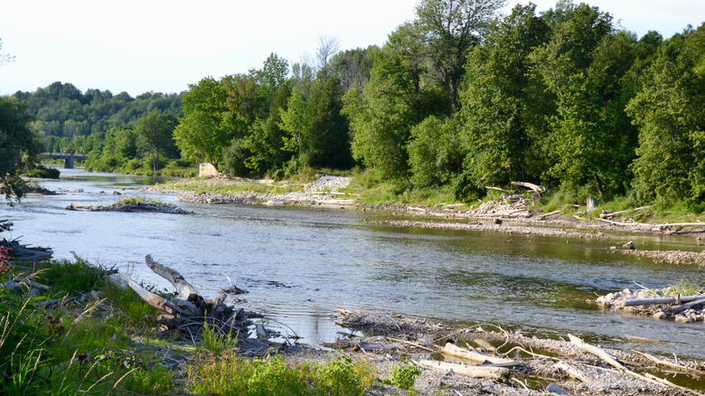 The wooded banks of the Saugeen River in Ontario