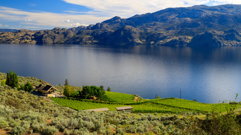 View of Lake Okanagan with green grape vines along the banks at a winery