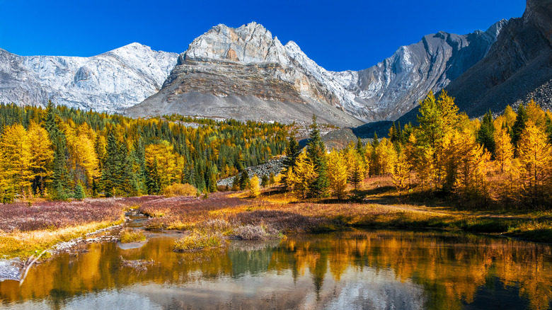 Mountain reflection on clear lake surrounded by yellow larches