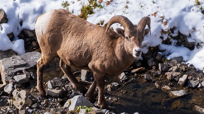 Bighorn sheep walking on snowy rocks