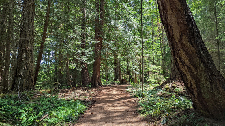 A hiking trail in Mount Erskine Park, Salt Spring Island, South Gulf Islands, British Columbia, Canada
