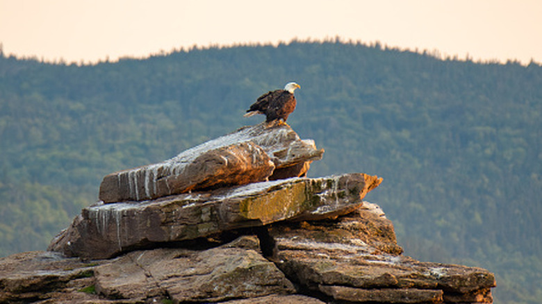 Bald eagle in Whycocomagh Provincial Park