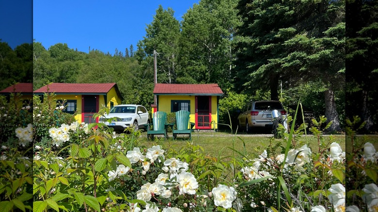 Two small yellow cabins from Rossport Inn Cabins surrounded by green nature and white flowers in the foreground