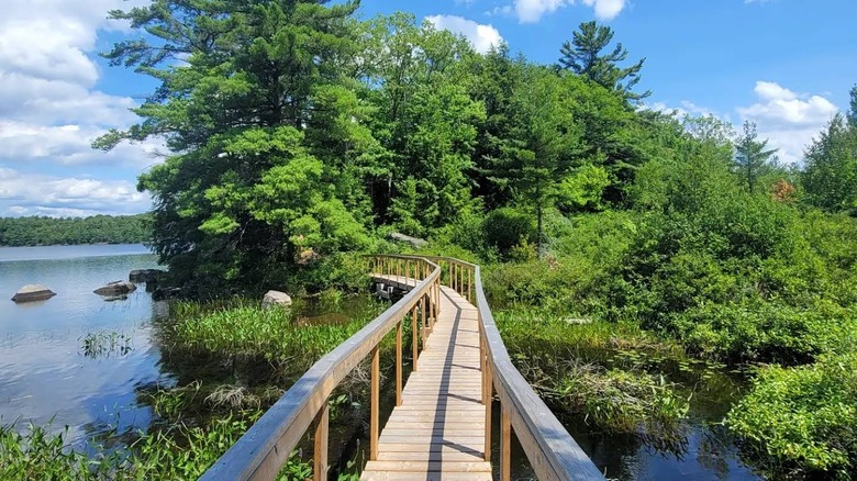 An elevated wooden boardwalk passes over water to an island of thick trees and undergrowth in Hardy Lake Provincial Park