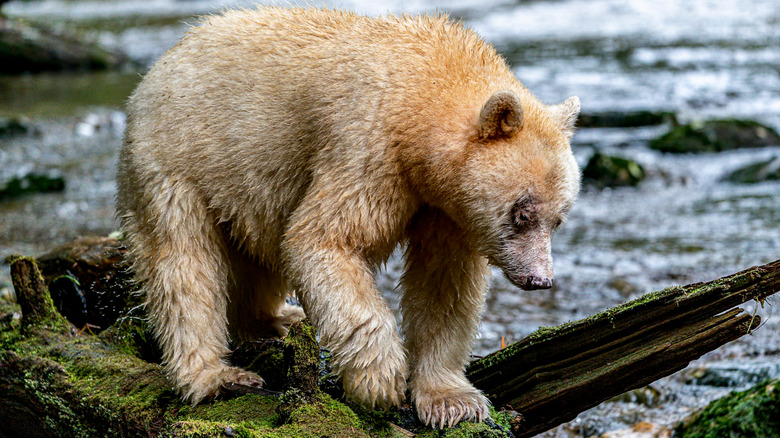 A spirit bear in the Great Bear Rainforest hunting for salmon by a river