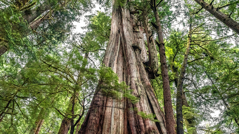 The Cheewhat Giant cedar tree on Vancouver Island
