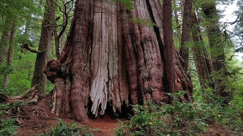The base of the Cheewhat Giant tree, Vancouver Island