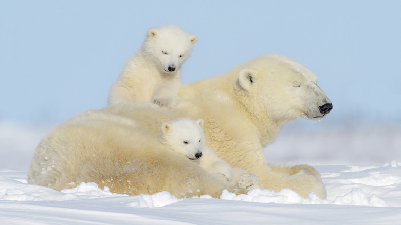 A mother polar bear lying on the ground with two cubs in Wapusk National Park, Manitoba