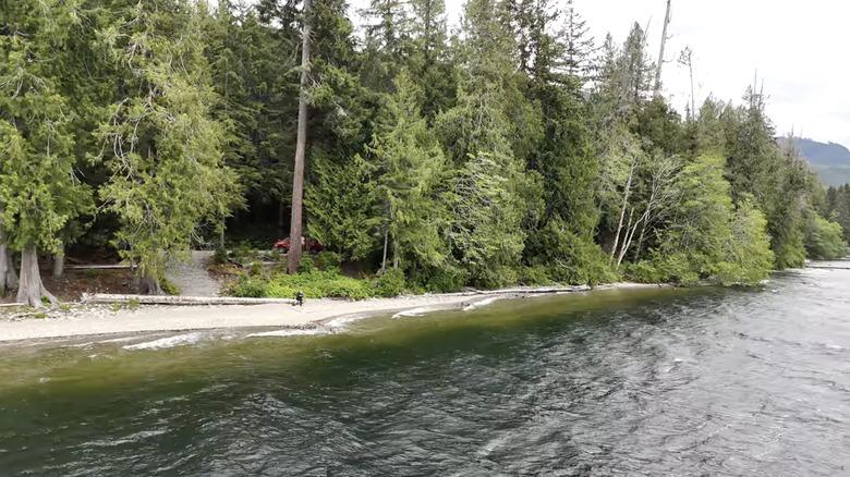 Evergreens gather on the shores of Woss Lake on a summer day in Canada