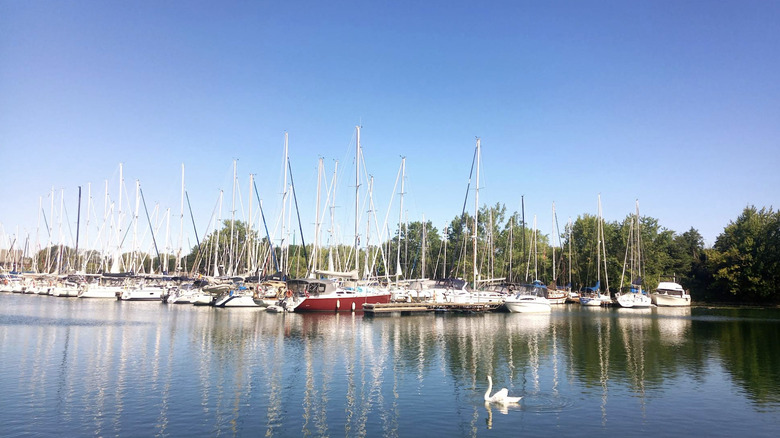 A swan and sailboats at Woodbine Beach Park in Toronto