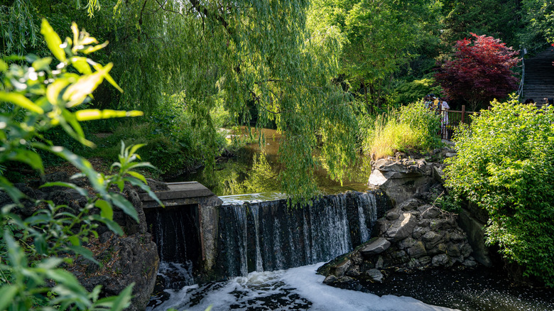 A small flowing waterfall in Edwards Garden, Toronto, surrounded by trees and greenery