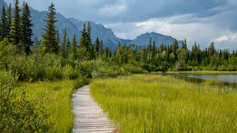 A boardwalk through a meadow, next to a lake and trees, at Bow Valley Provincial Park