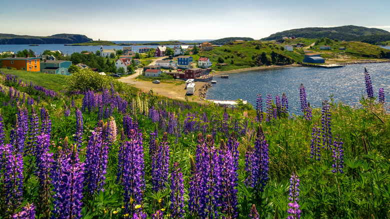 Trinity Bay in Newfoundland Canada