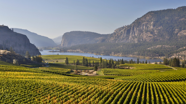 Vineyard rows leading to Okanagan Lake in Okanagan Valley, British Columbia