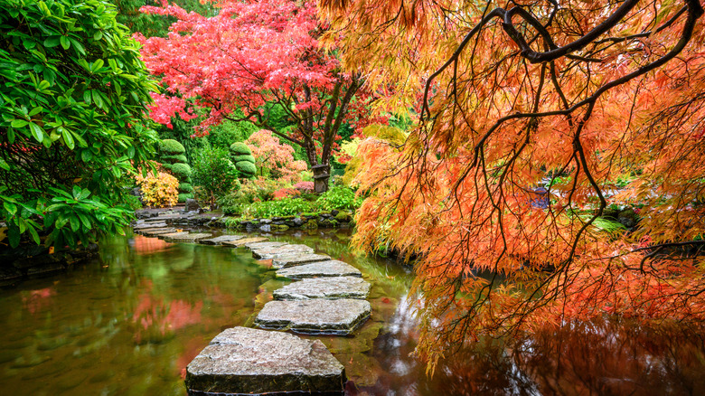 A pathway made of stone slabs through a stream set in between maple and cherry blossom trees in the Japanese Garden at Butchart Gardens