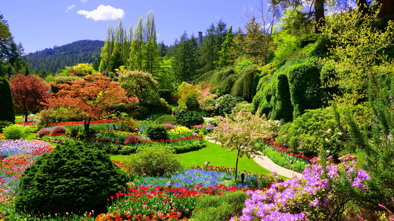 Flowers in bloom at the famous Sunken Garden in the old limestone quarry of the Butchart Gardens