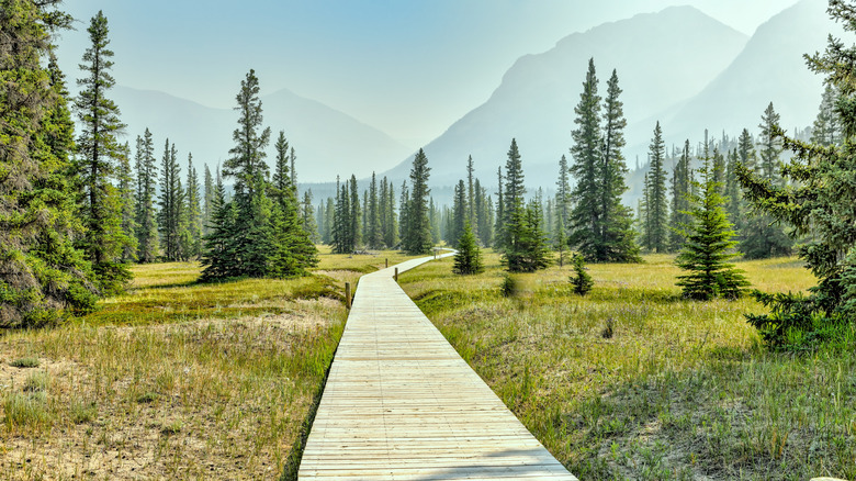 A beautiful wood-paved hiking trail in the Nordegg region of Alberta