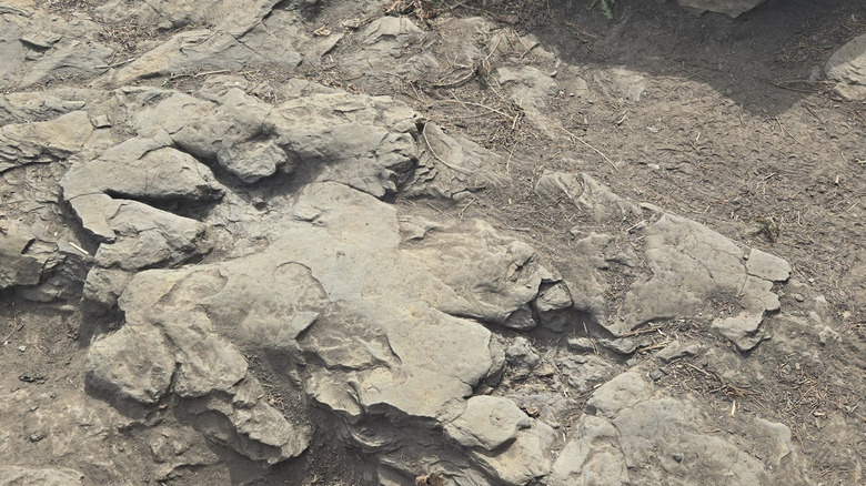 dinosaur footprint in rock at flatbed valley geosite