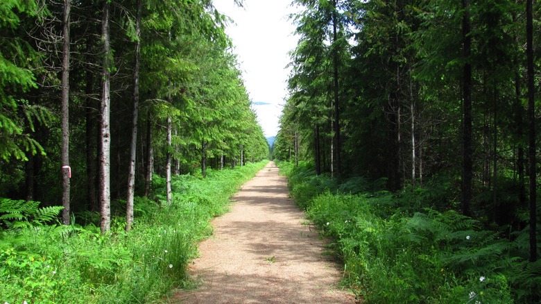 A well-maintained path on the Rail Trail