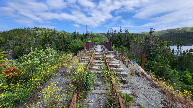 Abandoned Trinity Loop train tracks in the forest of Newfoundland
