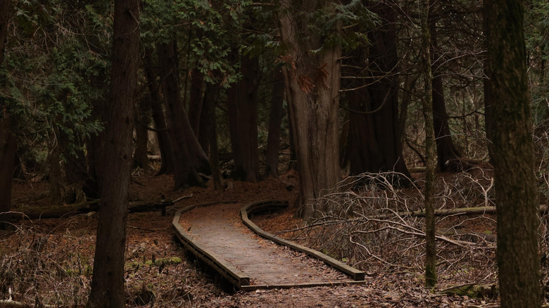 A shaded boardwalk trail in Rouge National Urban Park