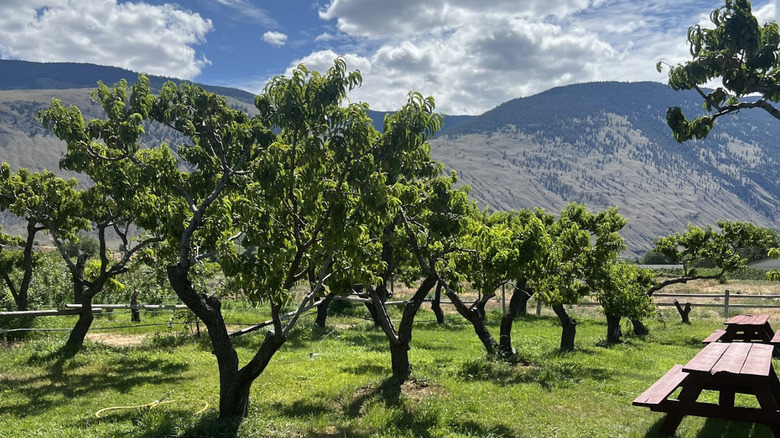 Benches with a view of orchard and mountains at Twisted Hills cidery