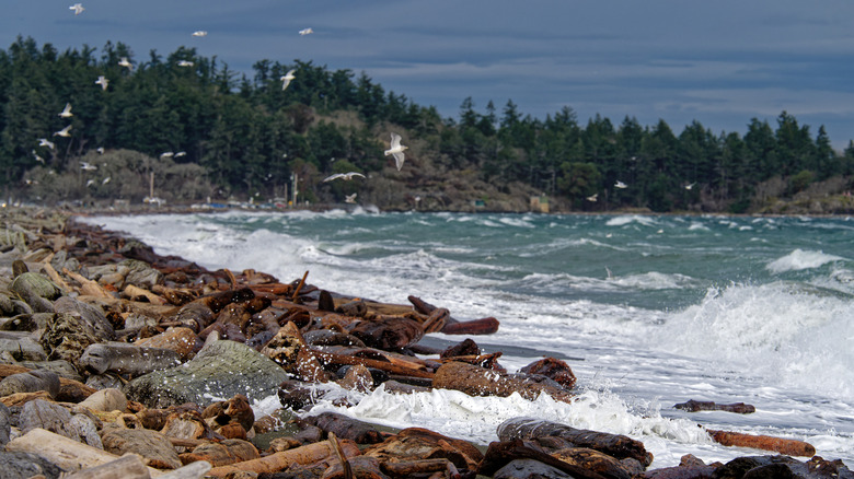 esquimalt lagoon in colwood bc