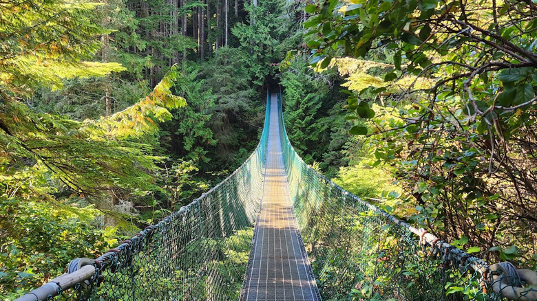 Suspended bridge crossing rainforest