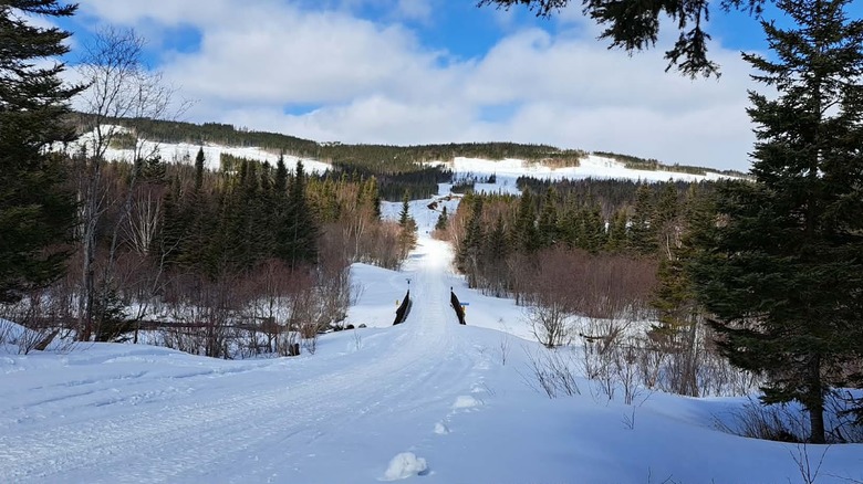 Snow-covered skiing path flanked by pines in South Brook Trail