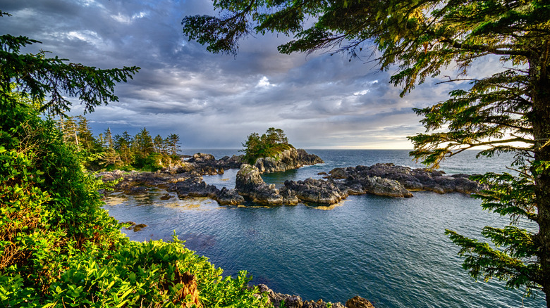 A rocky coastline and trees