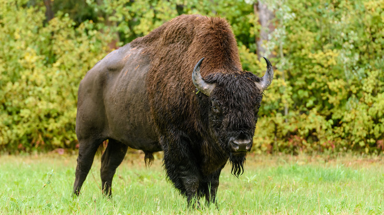 A wood bison in Canada's Northwest Territories