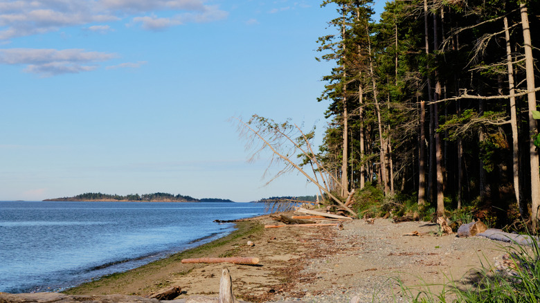 A view of the forest and water at Rathtrevor Beach Provincial Park