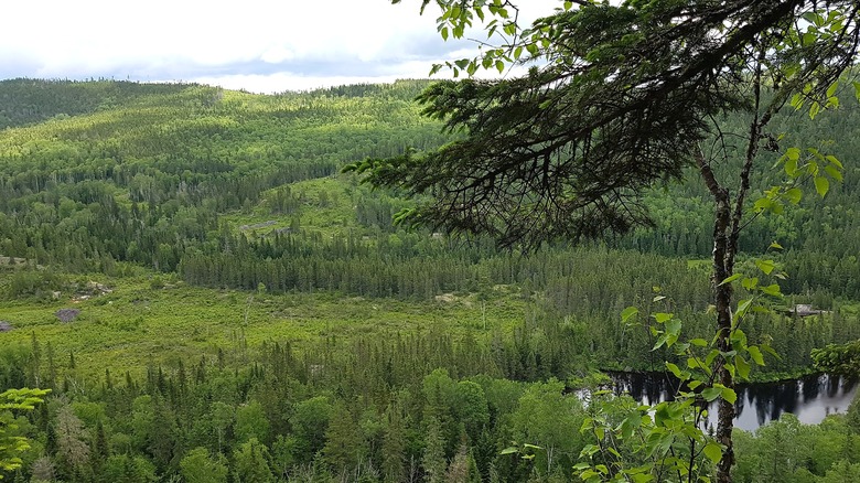 view of thick, dense forest with a pond