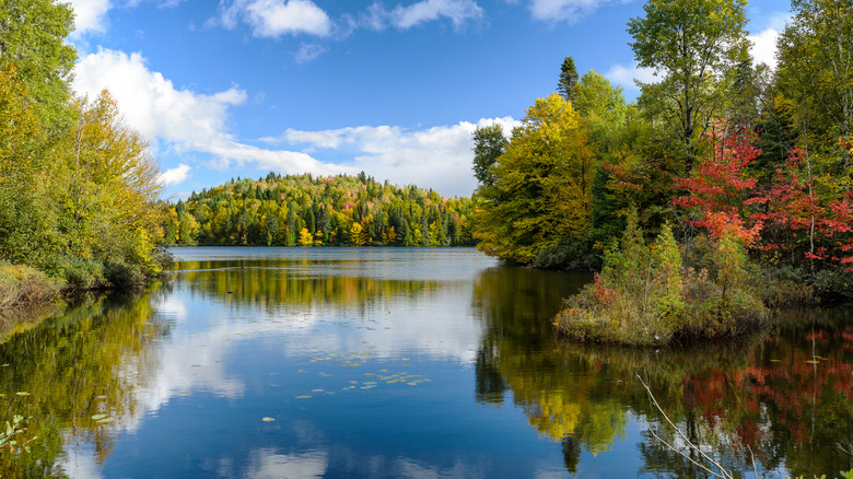 Trees and water in Saguenay Fjord National Park in Quebec, Canada