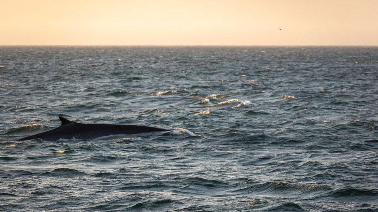 A whale rises to the surface of a restless steely ocean before a peach orange sky at the Anchorage Provincial Park in New Brunswick, Canada