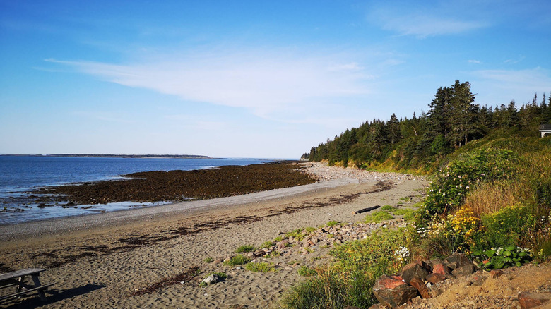 A beach of brown sand stretches out between a verdant shoreline with pine trees and a dark blue ocean at The Anchorage Provincial Park and Campground in New Brunswick, Canada
