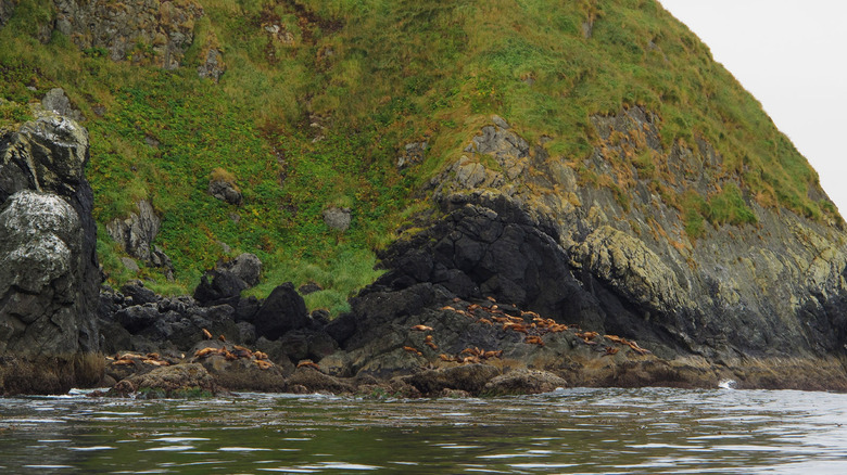 Seals lounging on the rocks in Muqin-Brooks Peninsula Provincial Park on the northwest coast of Vancouver Island, British Columbia, Canada
