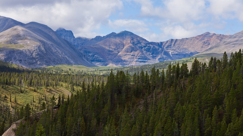 A range of summits rise above wild forests in the Willmore Wilderness Park of Alberta, Canada