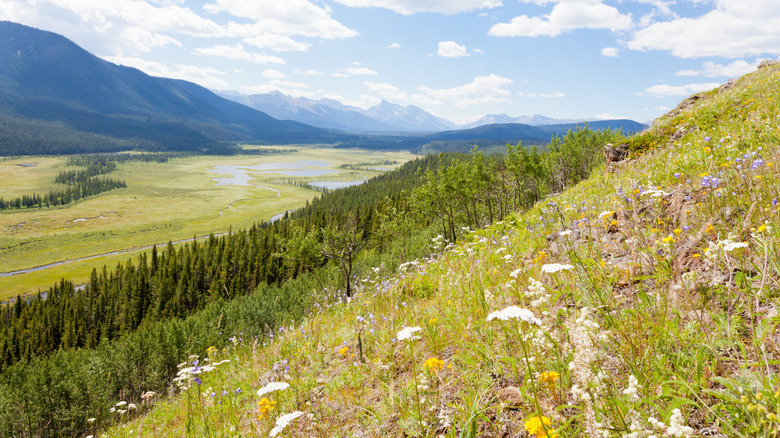 Wildflower meadows on the edge of a mountain in the Willmore Wilderness Park