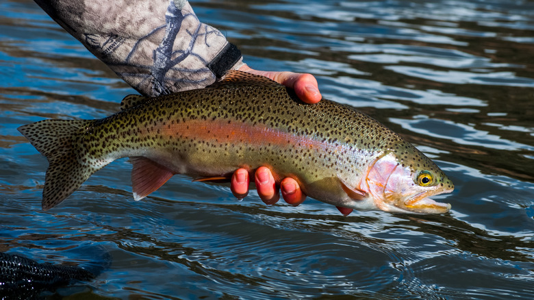 A fisherman holds a rainbow trout before releasing it back into the water.