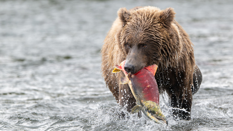 A bear holds a red sockey salmon in its jaws.
