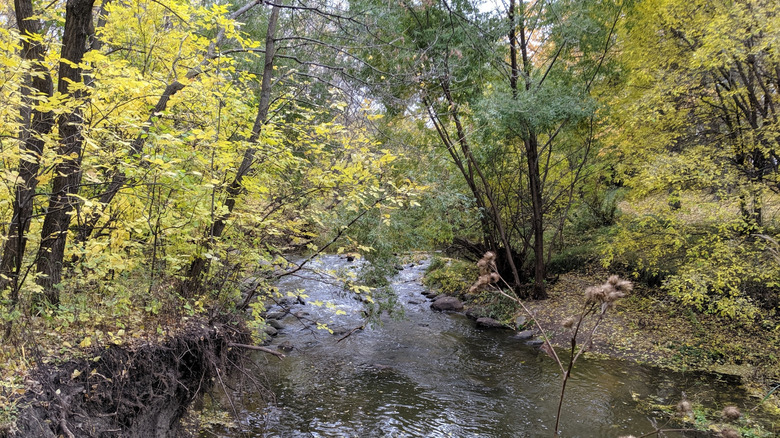 Creek flowing through the forest at Livingston Nature Park in Morden, Canada