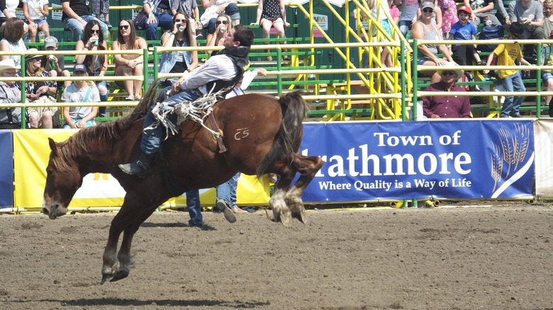 Rodeo action at Strathmore Stampede