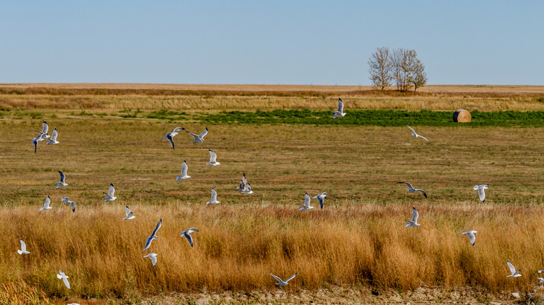 Scenic fields and geese in Strathmore in sunlight