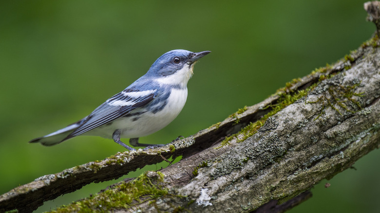 Rare cerulean warbler sitting atop tree branch