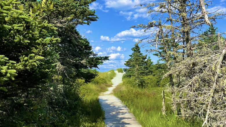 A boardwalk and sandy trail snaking through trees on a clear day