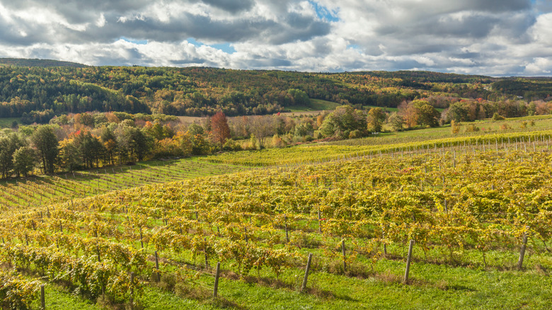 A vineyard in Canada's Annapolis Valley, Nova Scotia