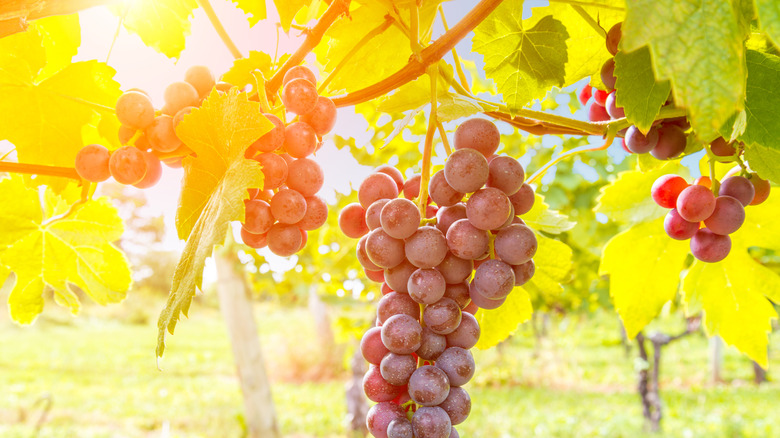 Sun-kissed red grapes hanging on the vine in a vineyard in Gaspereau Valley, Nova Scotia